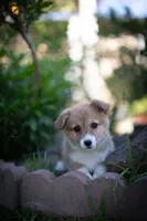 Naomi, a female Pembroke Welsh Corgi for sale in Sacramento, CA – Photo 2 of 3