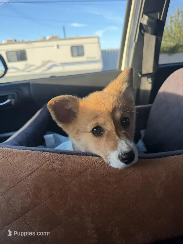 Naomi – Pembroke Welsh Corgi puppy for sale in Sacramento, CA