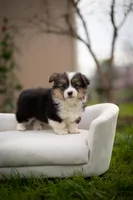 Fluff Kye, a male Pembroke Welsh Corgi for sale in Sacramento, CA – Photo 4 of 4