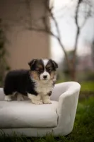 Fluff Kye, a male Pembroke Welsh Corgi for sale in Sacramento, CA – Photo 1 of 4