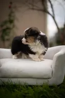 Fluff Kye, a male Pembroke Welsh Corgi for sale in Sacramento, CA – Photo 2 of 4