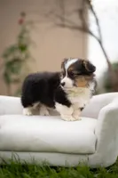 Fluff Kye, a male Pembroke Welsh Corgi for sale in Sacramento, CA – Photo 3 of 4