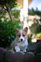 Tommy, a male Pembroke Welsh Corgi for sale in Sacramento, CA – Photo 3 of 3