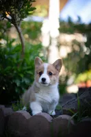 Tommy, a male Pembroke Welsh Corgi for sale in Sacramento, CA – Photo 2 of 3