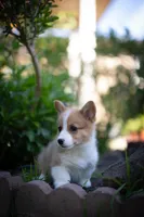 Tommy, a male Pembroke Welsh Corgi for sale in Sacramento, CA – Photo 1 of 3