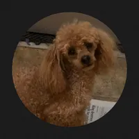 APRI Redman, a male Poodle - Miniature  for sale in Sloan, IA – 1 of 1