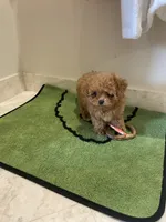 Coco, a female Maltipoo for sale in ,  – 4 of 5