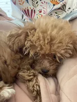 Coco, a female Maltipoo for sale in ,  – 3 of 5