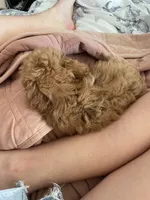 Coco, a female Maltipoo for sale in ,  – 5 of 5
