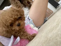 Coco, a female Maltipoo for sale in ,  – 2 of 5