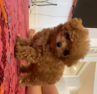 Coco, a female Maltipoo for sale in ,  – 1 of 5