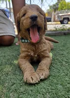 Green boy, a male Goldendoodle for sale in San Fernando, CA – 3 of 3