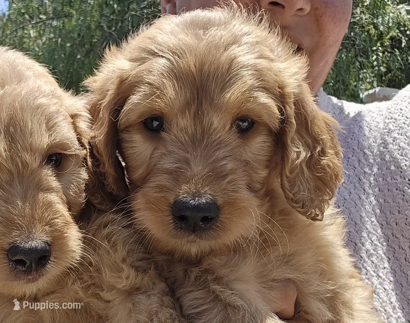 Brown boy – Goldendoodle puppy for sale in San Fernando, CA