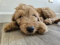 Ginny, a female Goldendoodle for sale in San Fernando, CA – 2 of 2