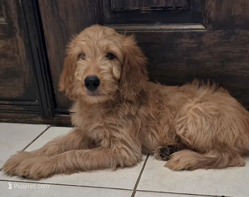 Ginny – Goldendoodle puppy for sale in San Fernando, CA