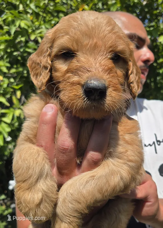 Red – Goldendoodle puppy for sale in San Fernando, CA