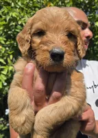 Red, a female Goldendoodle for sale in San Fernando, CA – 1 of 2