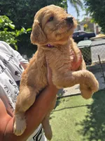Dark purple, a female Goldendoodle for sale in San Fernando, CA – 3 of 4