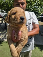 Dark purple, a female Goldendoodle for sale in San Fernando, CA – 4 of 4