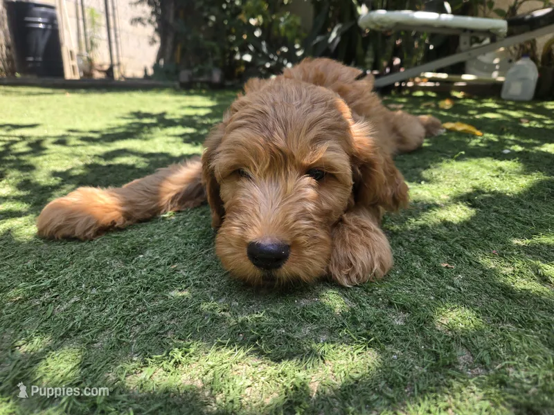 Green boy – Goldendoodle puppy for sale in San Fernando, CA
