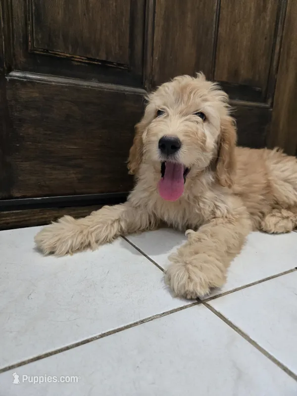 Blondie – Goldendoodle puppy for sale in San Fernando, CA
