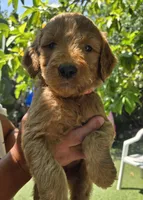 Coral pink, a female Goldendoodle for sale in San Fernando, CA – 4 of 4