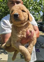 Dark purple, a female Goldendoodle for sale in San Fernando, CA – 2 of 4