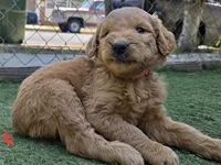 Red, a female Goldendoodle for sale in San Fernando, CA – 2 of 2