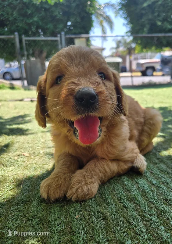 Dark purple – Goldendoodle puppy for sale in San Fernando, CA