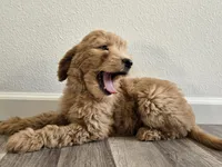 Mione, a female Goldendoodle for sale in San Fernando, CA – 2 of 2
