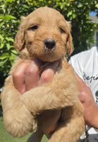 Teal, a female Goldendoodle for sale in San Fernando, CA – 3 of 5