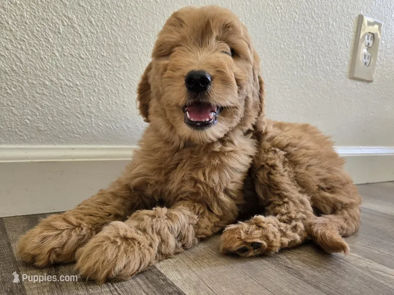 Mione – Goldendoodle puppy for sale in San Fernando, CA