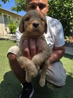 Teal, a female Goldendoodle for sale in San Fernando, CA – 5 of 5