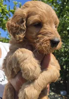 Light blue, a female Goldendoodle for sale in San Fernando, CA – 3 of 3