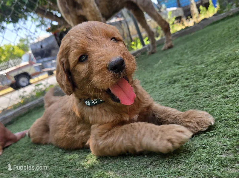 Green boy – Goldendoodle puppy for sale in San Fernando, CA