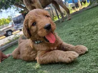 Green boy, a male Goldendoodle for sale in San Fernando, CA – 1 of 3