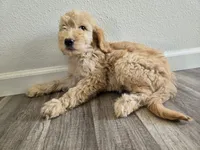 Blondie, a female Goldendoodle for sale in San Fernando, CA – 1 of 2
