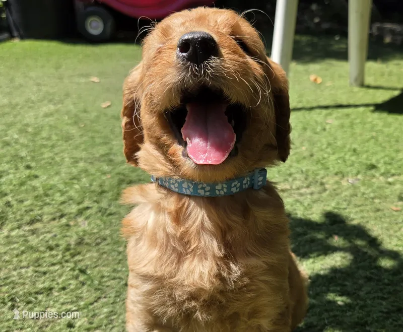 Light blue – Goldendoodle puppy for sale in San Fernando, CA