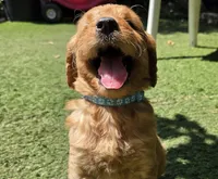 Light blue, a female Goldendoodle for sale in San Fernando, CA – 1 of 4