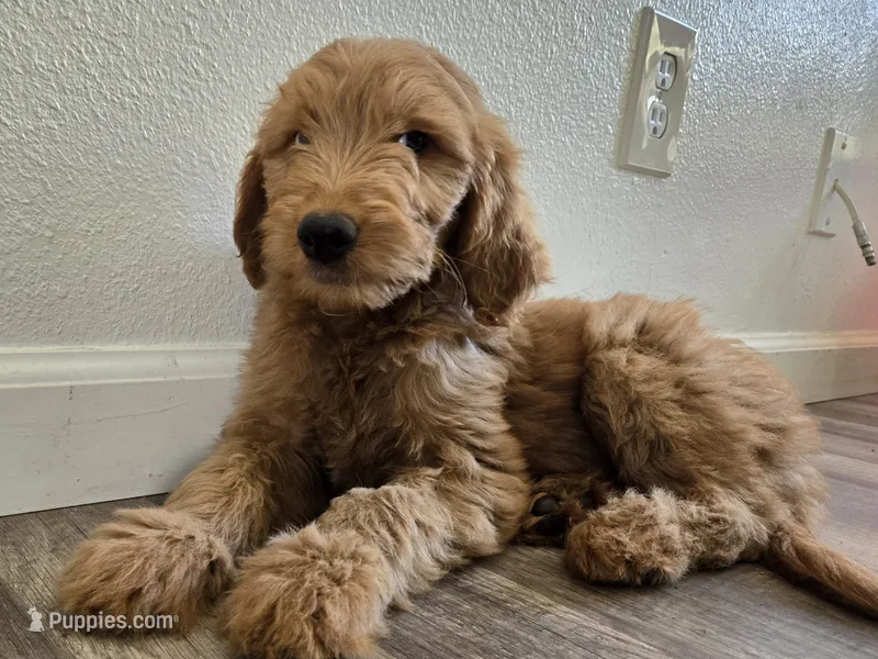 Ginny – Goldendoodle puppy for sale in San Fernando, CA