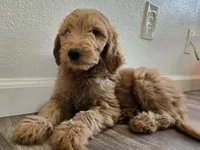 Ginny, a female Goldendoodle for sale in San Fernando, CA – 1 of 2