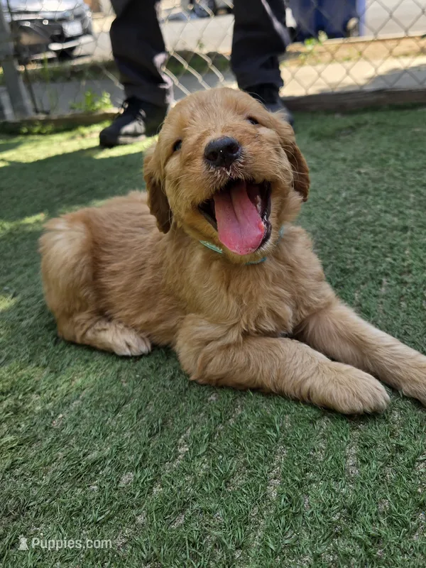 Teal – Goldendoodle puppy for sale in San Fernando, CA