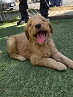 Teal, a female Goldendoodle for sale in San Fernando, CA – 1 of 6
