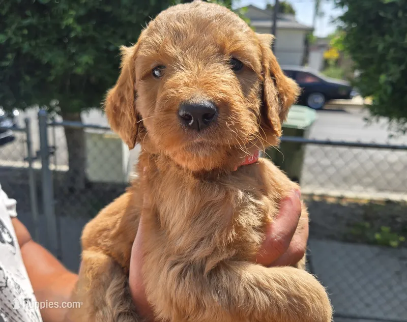 Coral pink – Goldendoodle puppy for sale in San Fernando, CA