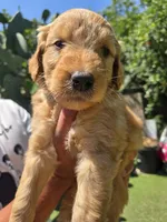 Brown boy, a male Goldendoodle for sale in San Fernando, CA – 2 of 4