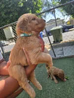 Teal, a female Goldendoodle for sale in San Fernando, CA – 4 of 5
