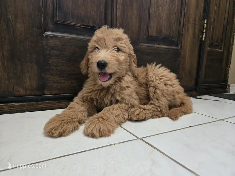 Mione – Goldendoodle puppy for sale in San Fernando, CA