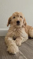 Blondie, a female Goldendoodle for sale in San Fernando, CA – 2 of 2