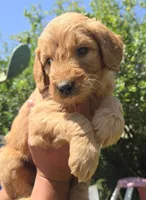 Brown boy, a male Goldendoodle for sale in San Fernando, CA – 1 of 4