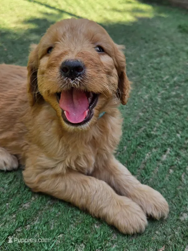 Teal – Goldendoodle puppy for sale in San Fernando, CA